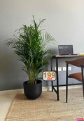 POTTED Areca Palm in FiberClay Pot (150cm-160cm)