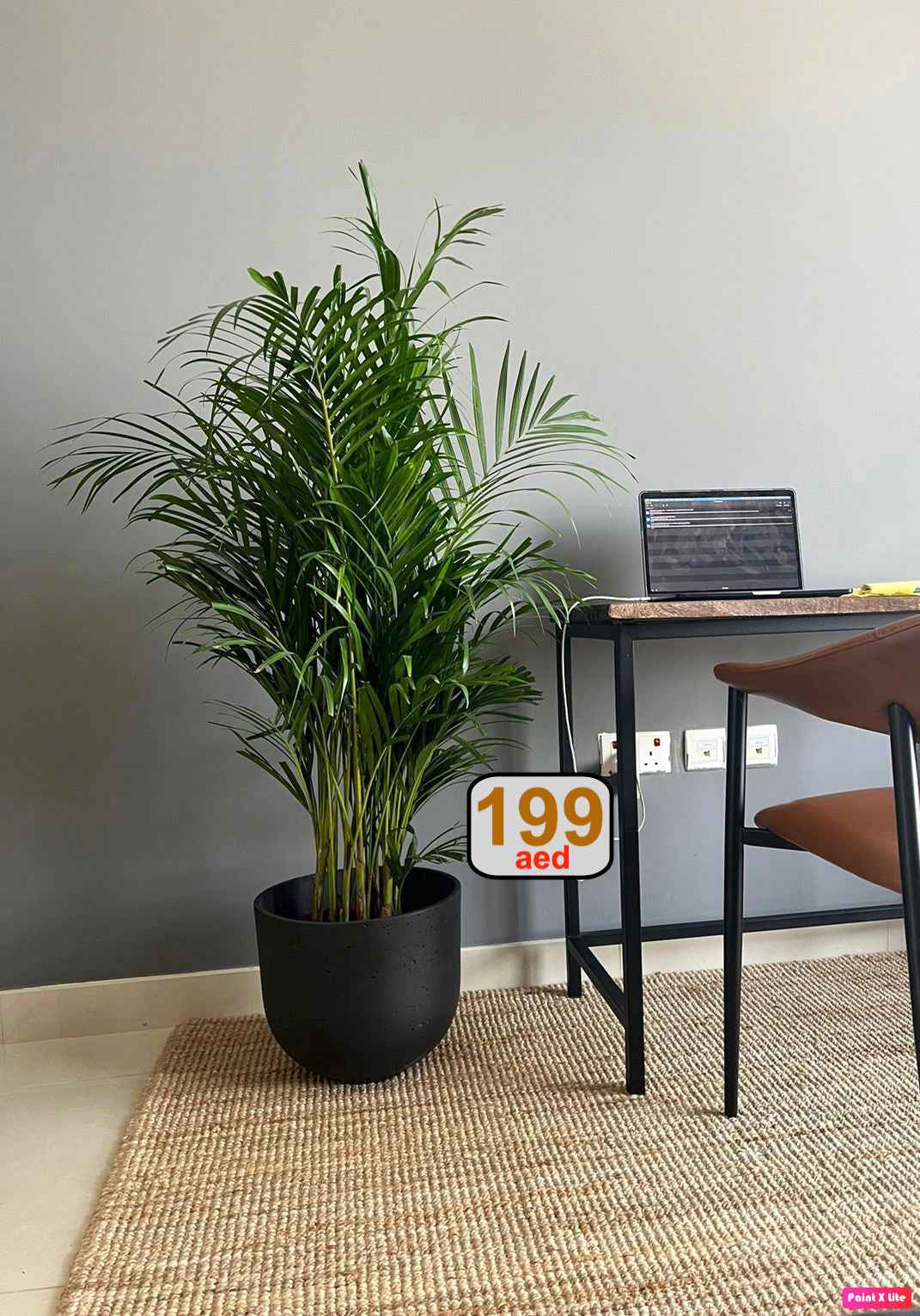 POTTED Areca Palm in FiberClay Pot (150cm-160cm)