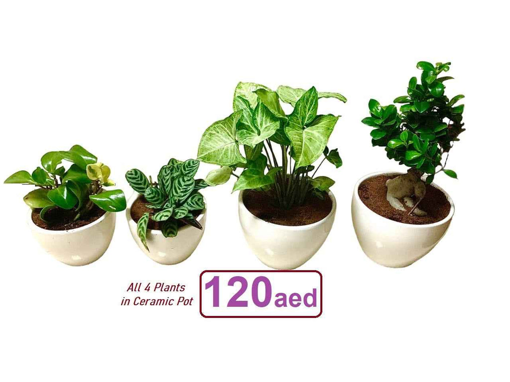 POTTED Combo- 4 Indoor Plants in CERAMIC Pots.