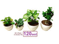 POTTED Combo- 4 Indoor Plants in CERAMIC Pots.