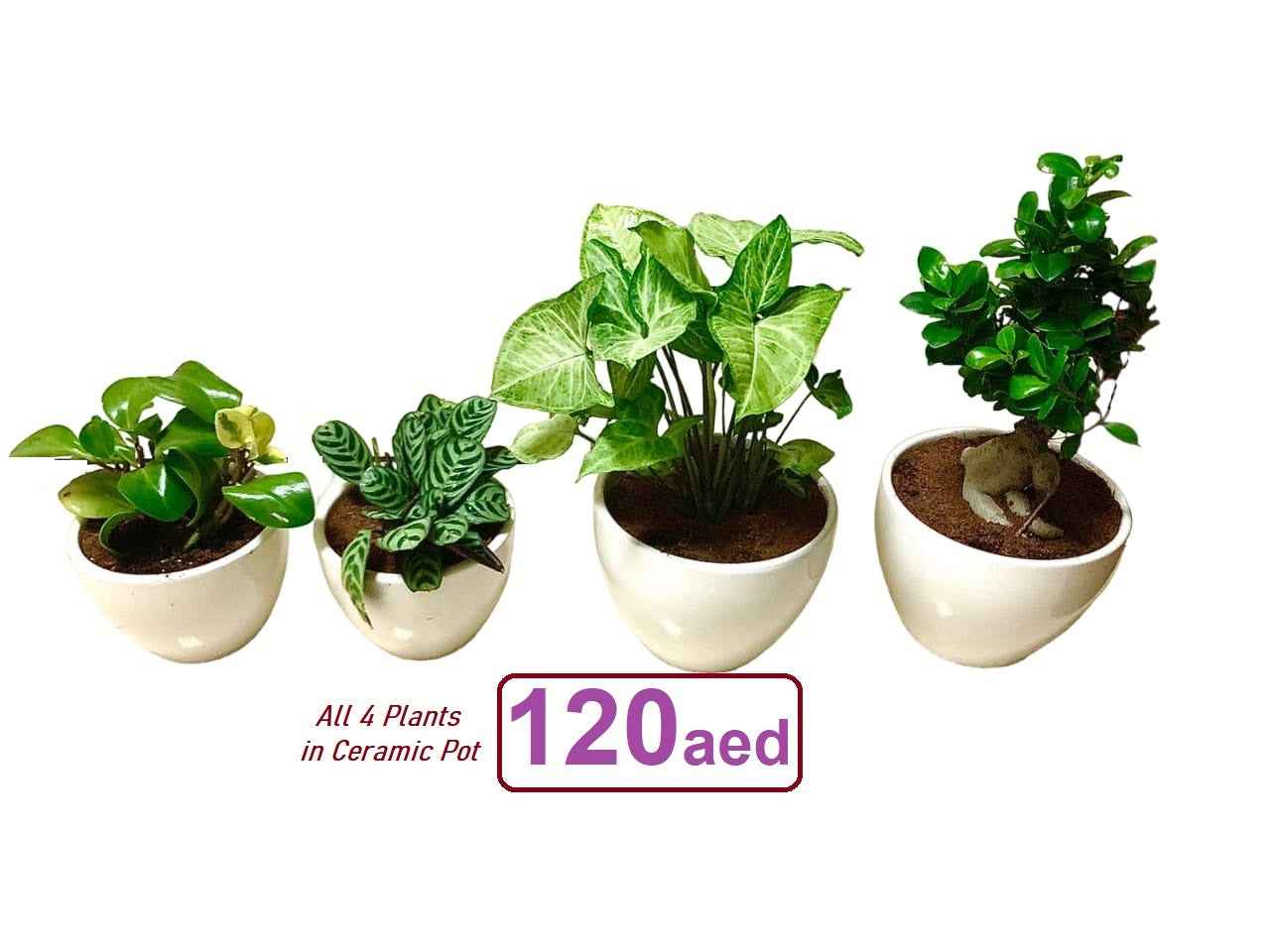 POTTED Combo- 4 Indoor Plants in CERAMIC Pots.
