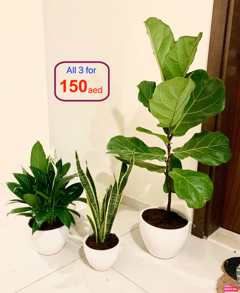 POTTED Combo: 150aed 3 Indoor Plants in Ceramic Pots