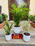 3pcs Potted Indoor Plants Combo for a Lively Home Decor