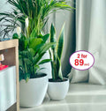 POTTED Combo: Peace Lilly | Snake plant in CERAMIC pot