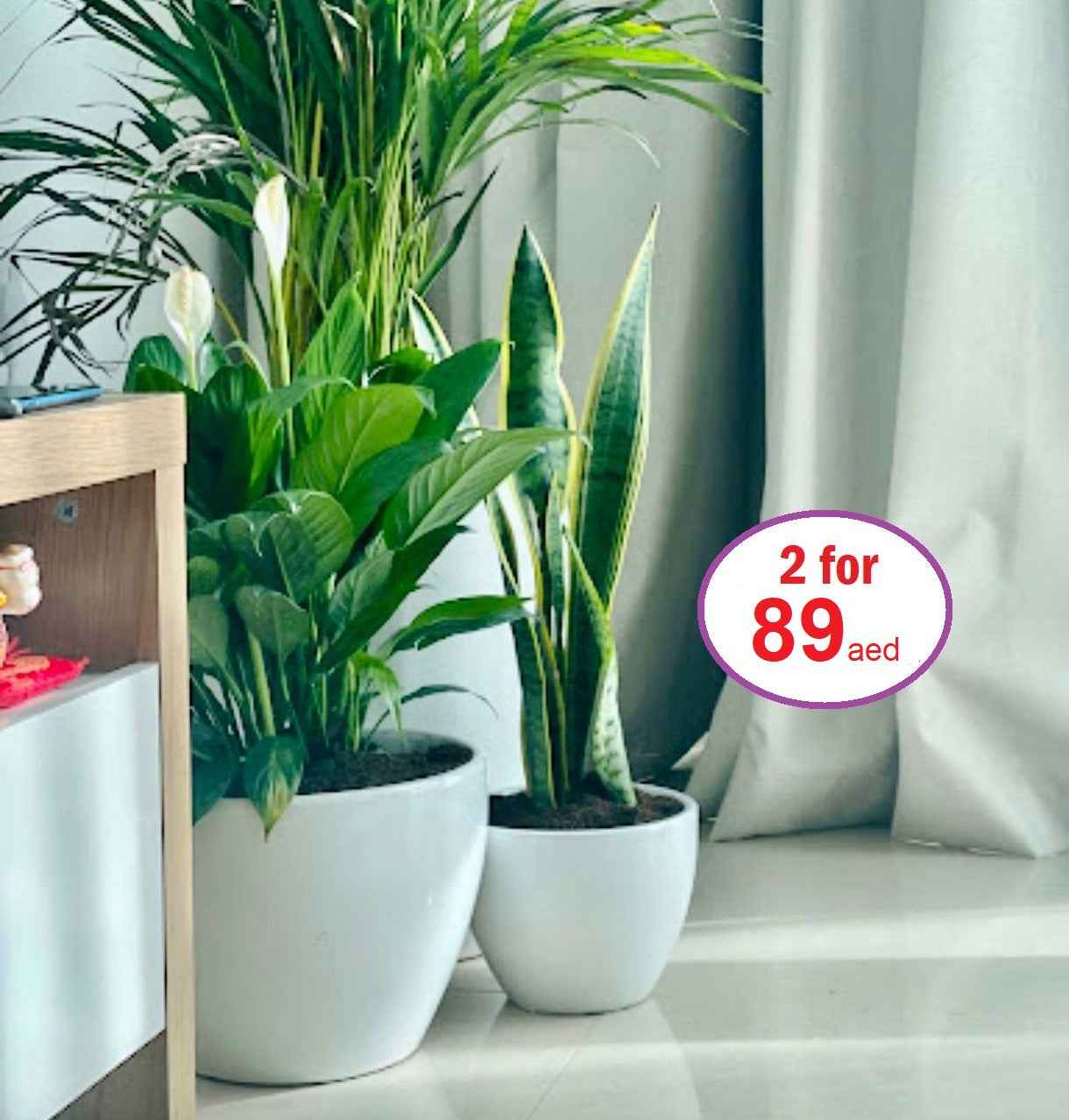 POTTED Combo: Peace Lilly | Snake plant in CERAMIC pot