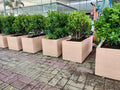 POTTED Ficus Panda Ball(2nos.) in Box-shape Fiber Clay Pot