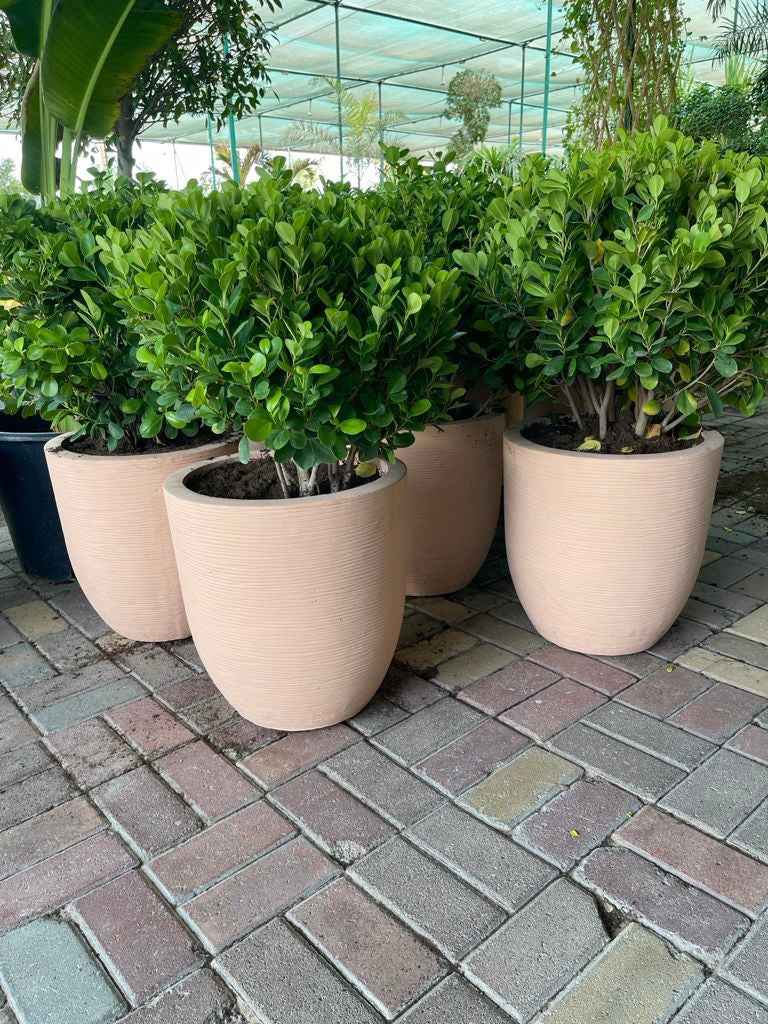 POTTED Ficus Panda Ball in Fiber Clay Pot