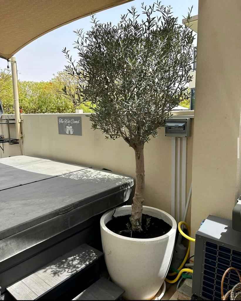 POTTED Olive Tree (overall 2.1mtr - 2.3mtr) in Fiber Pot