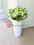 Potted White Bougainvillea Plant 80-90cm in Large Ceramic Pot for Stunning Outdoor Decor