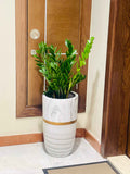 POTTED ZZ Plant | Zamioculcas Zamiifolia - CERAMIC POT