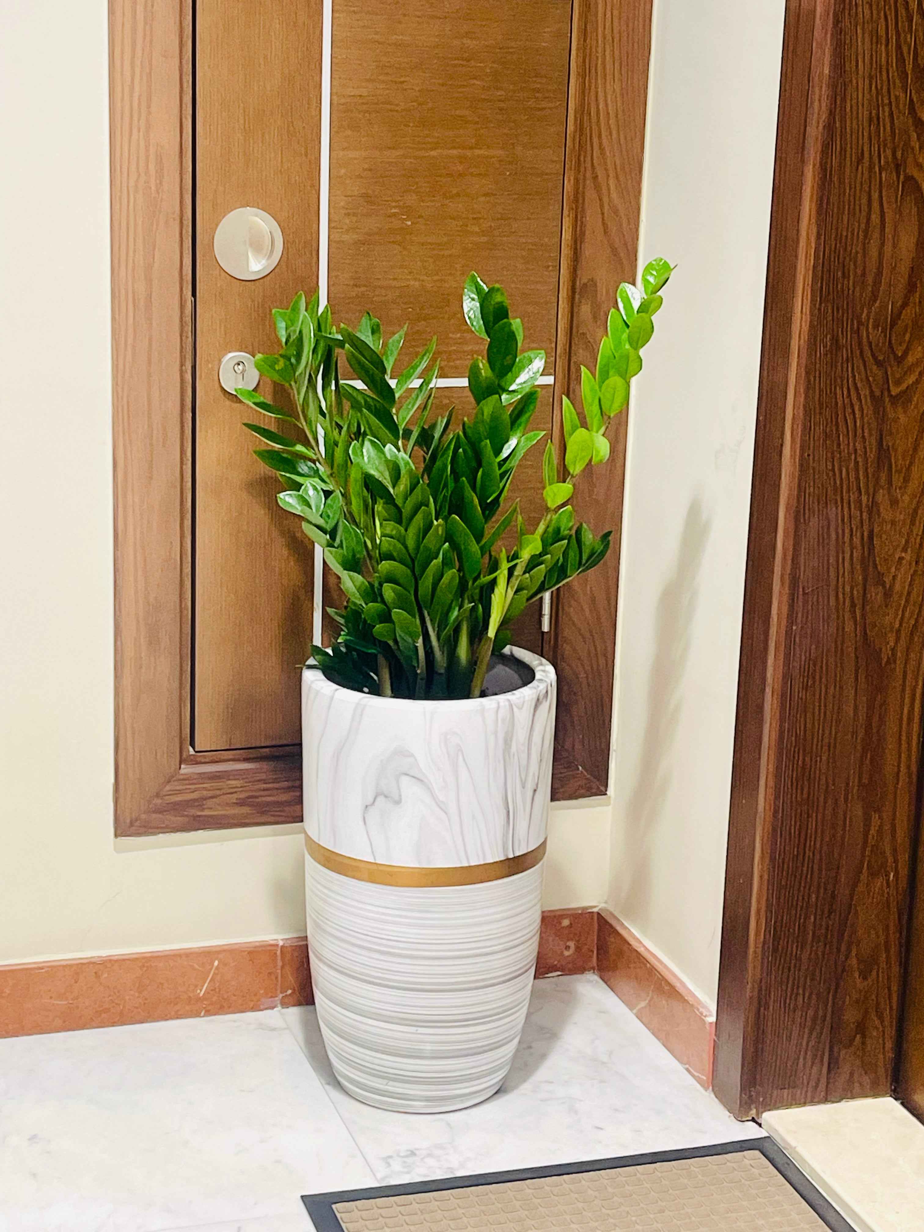 POTTED ZZ Plant | Zamioculcas Zamiifolia - CERAMIC POT