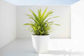 Pandanus Baptistii Variegata 40cm - 50cm
