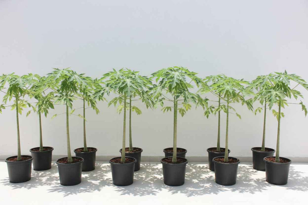 Papaya Plant