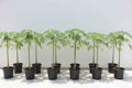 Papaya Plant