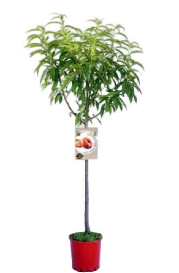 Peach Tree - Prunus persica140cm -160cm