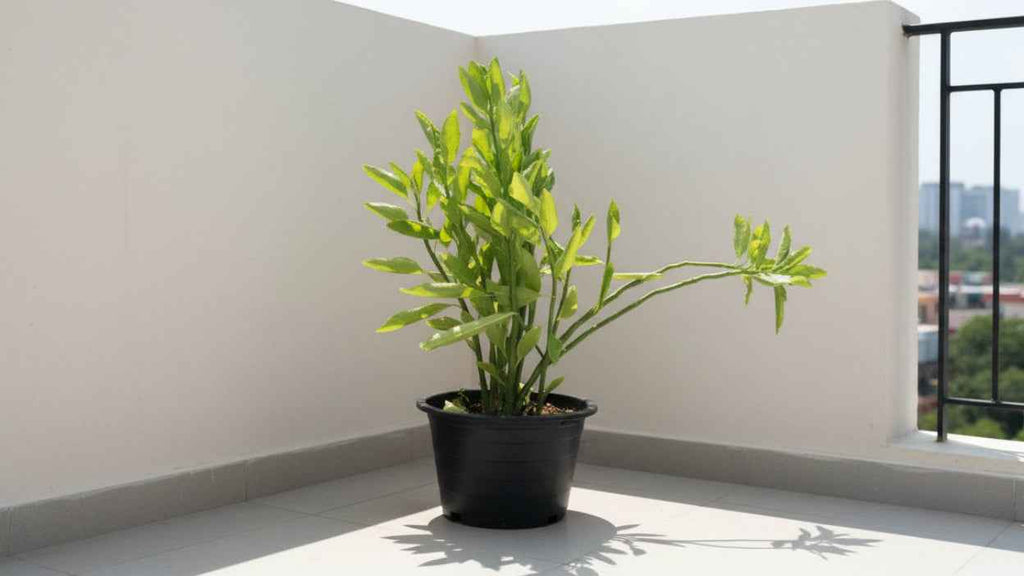 Pedilanthus Tithymaloides 40cm - 50cm