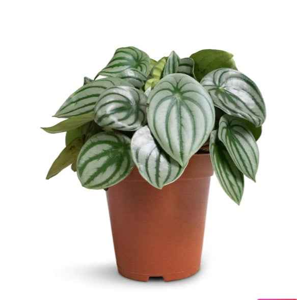 Peperomia argyreia | Watermelon Peperomia | indoor plant | Dubai UAE Best Shop | plantmartae.com