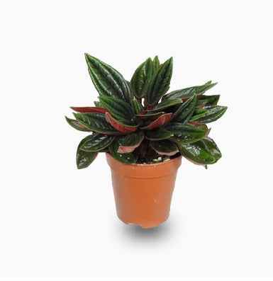Peperomia Caperata Rosso 20cm-30cm | Money Plant Holland | Shop Best Indoor Plants at PlantMartAE.com