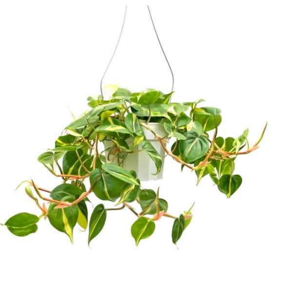 Philodendron Brasil/Heartleaf philodendron