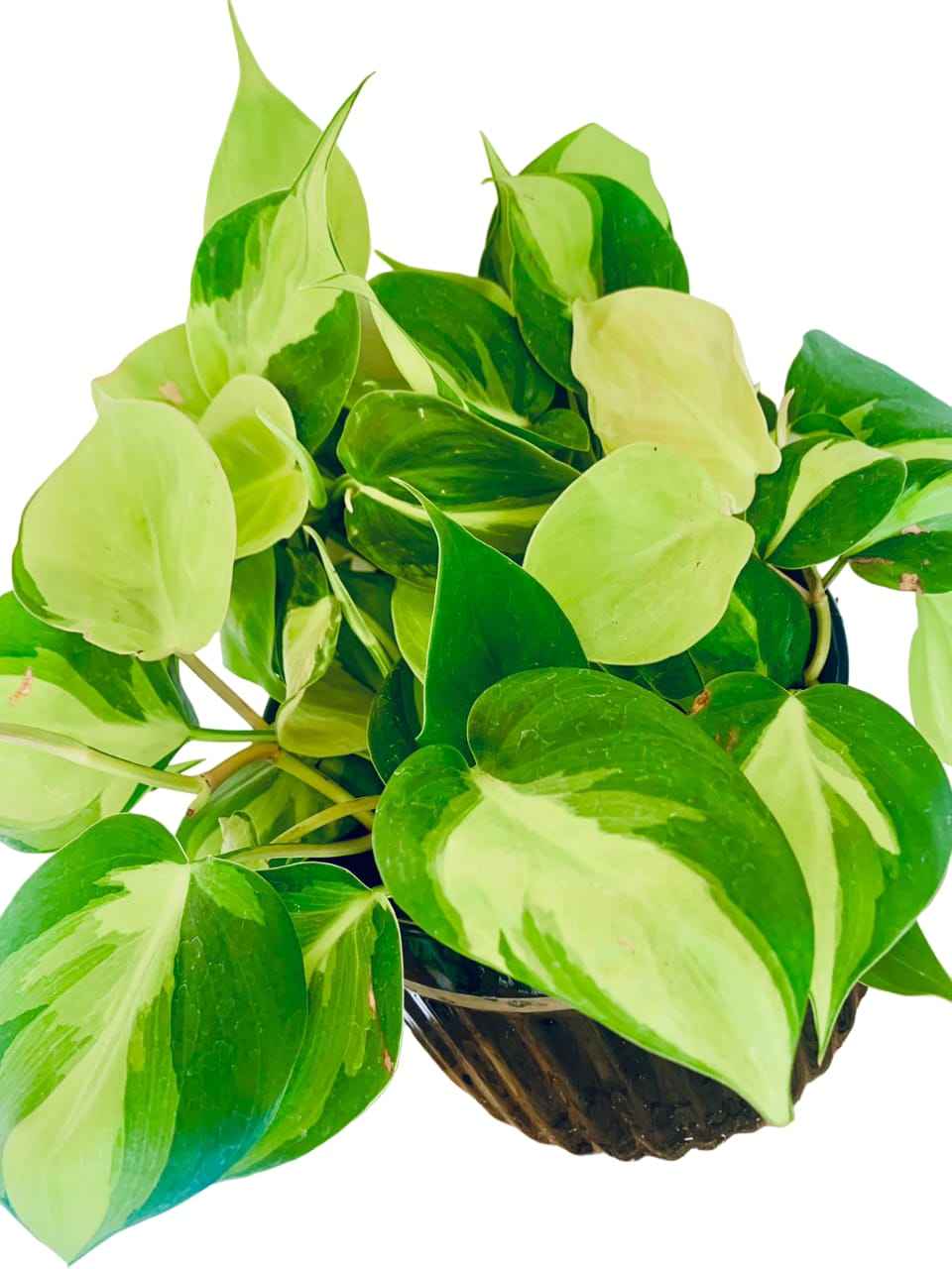 Philodendron Brasil/Heartleaf philodendron