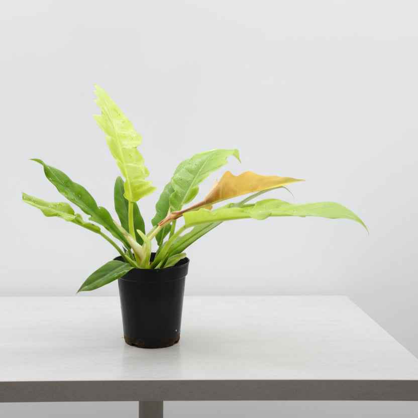 Philodendron Ring of Fire Gold
