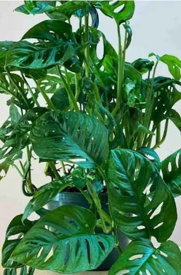 Monstera Adansonii | Swiss Cheese Plant 1.0-1.2m | indoor plant  | Best Online Store  | PlantMartUAE.com