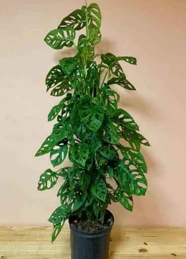 Monstera Adansonii | Swiss Cheese Plant 1.0-1.2m | indoor plant  | Best Online Store  | PlantMartUAE.com