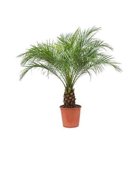 Phoenix Roebelenii 60cm - 80cm