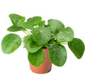 Pilea Peperomioides - Chinese Money Plant