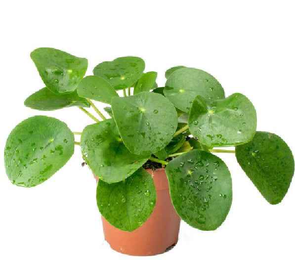 Pilea Peperomioides - Chinese Money Plant