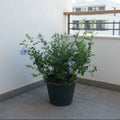 Plumbago 40cm - 50cm