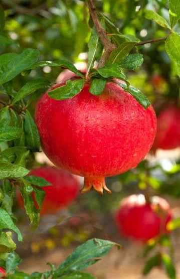 Pomegranate 30cm - 50cm