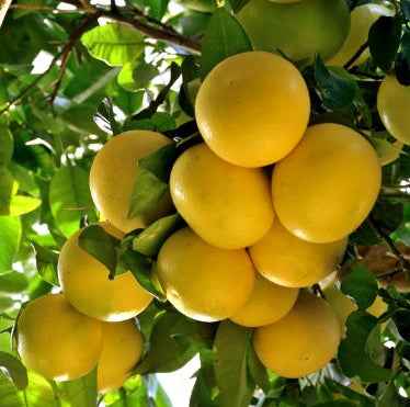 Pomelo Tree ,150cm - 180cm