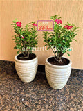 2pcs Large Potted Adenium Obesum Desert Rose - Ceramic Pot Set