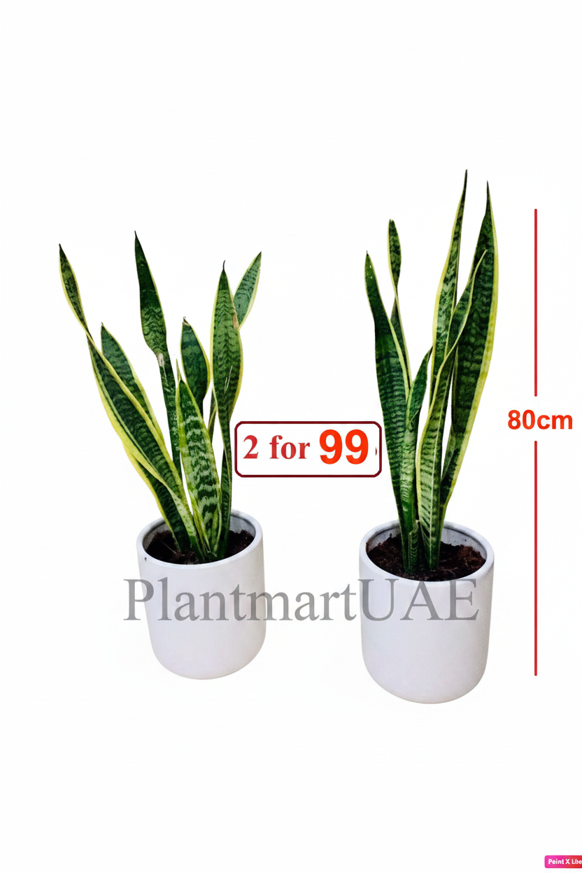 Potted Sansevieria Indoor Plant | 2pcs 80cm Snake Plant in Ceramic Pot