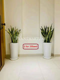 2pcs Potted Snake Plant 110cm in Large Ceramic Pots - Indoor Sansevieria (2pcs)