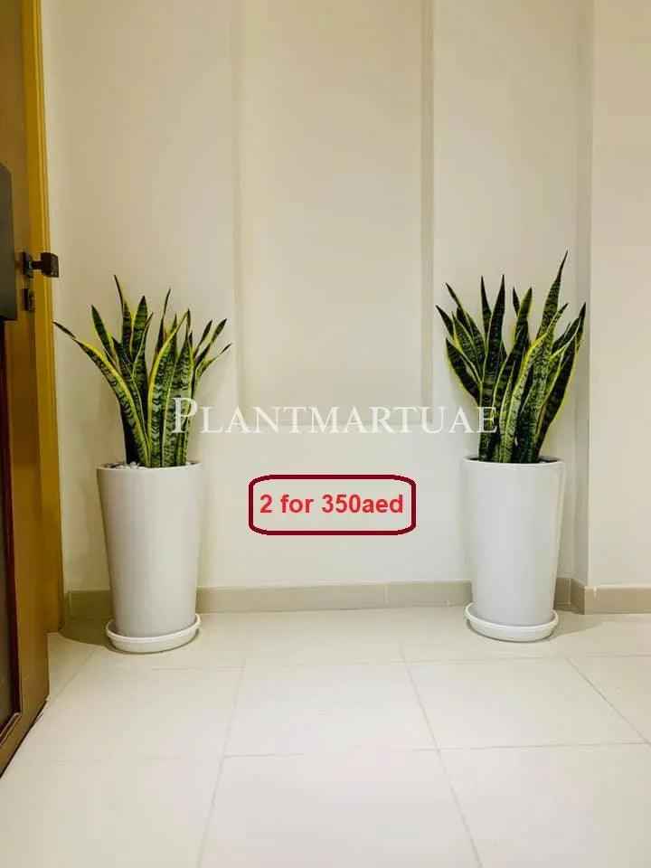 2pcs Potted Snake Plant 110cm in Large Ceramic Pots - Indoor Sansevieria (2pcs)