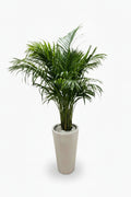 Potted Areca Palm Indoor Plant in Ceramic Pot (150cm-160cm)