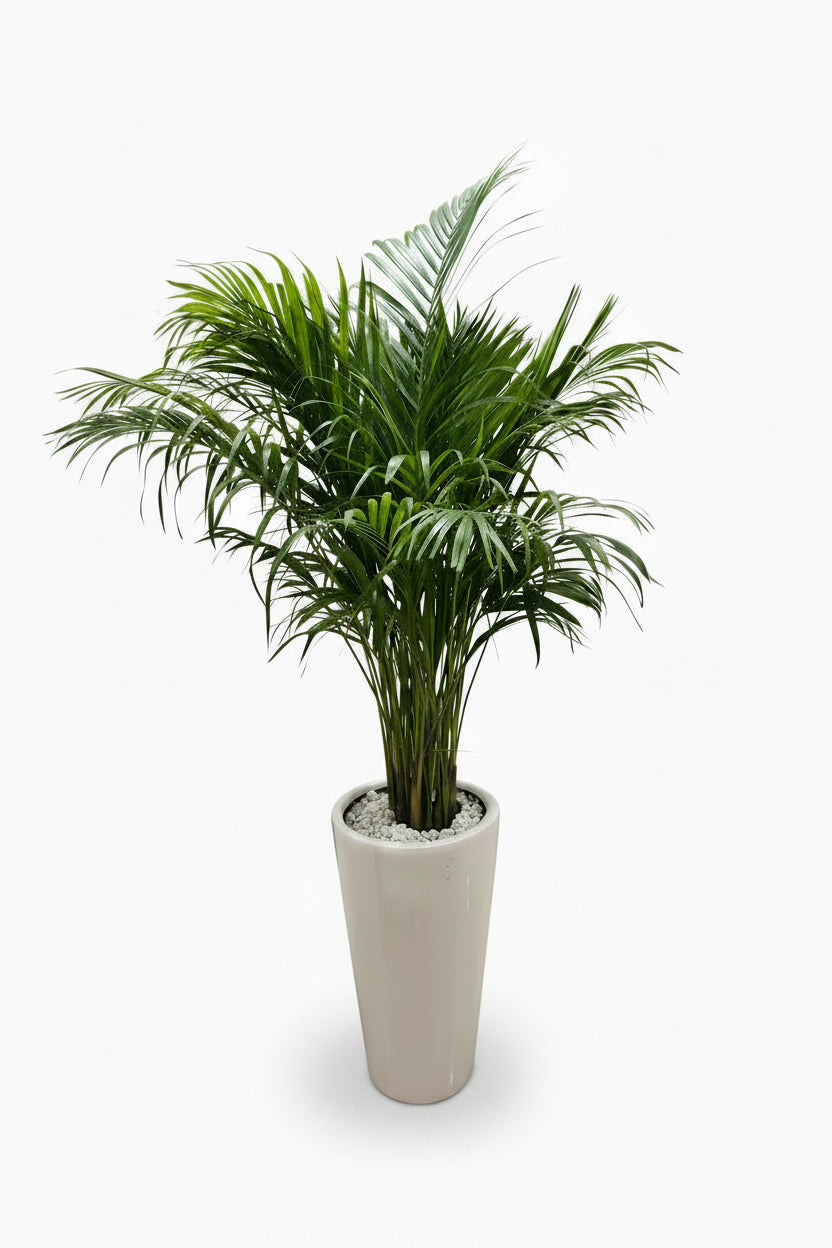 Potted Areca Palm Indoor Plant in Ceramic Pot (150cm-160cm)