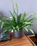 Potted Boston Fern in Fiber Pot