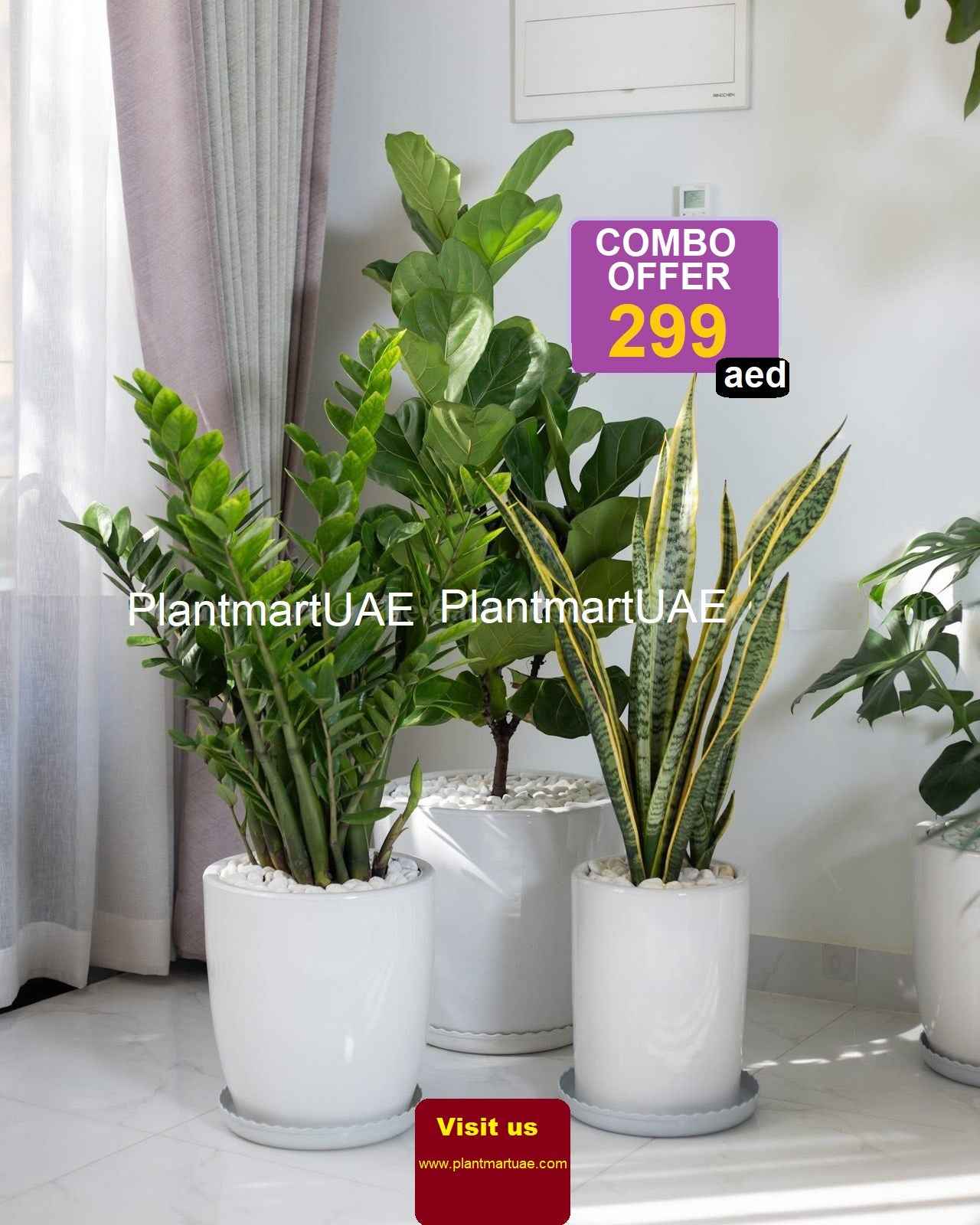 Potted Combo: 3Pcs Indoor Plants in Ceramic Pots