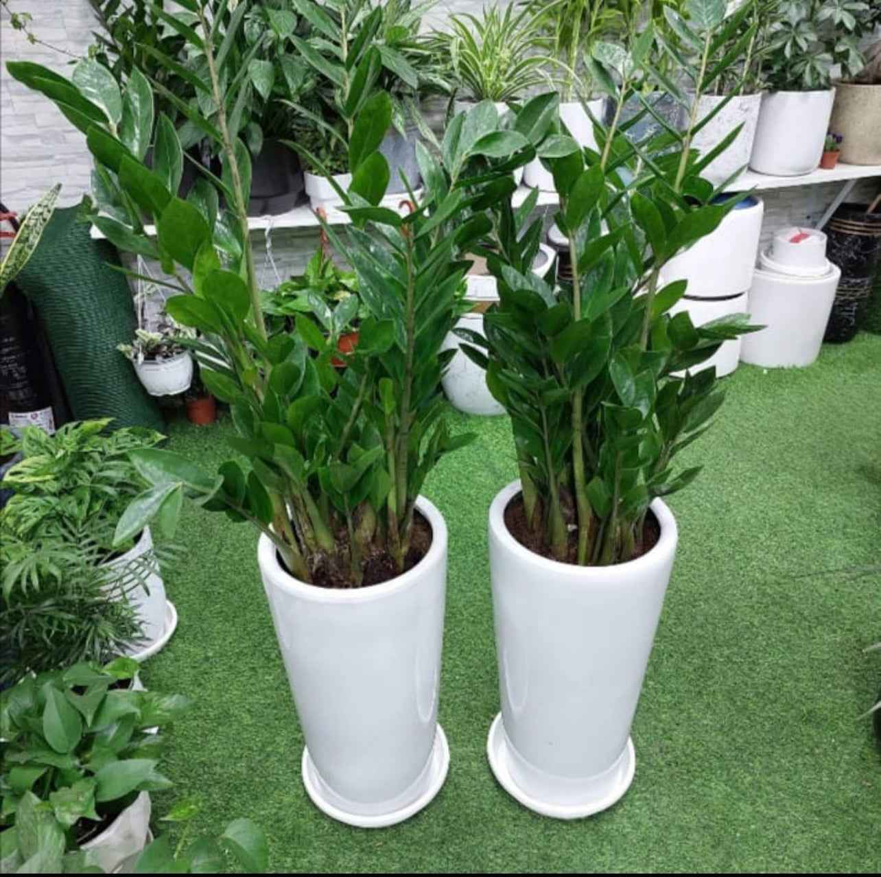 Potted Combo Pack: 2 ZZ Large Plants (overall 110cm-120cm) in Ceramic Pots