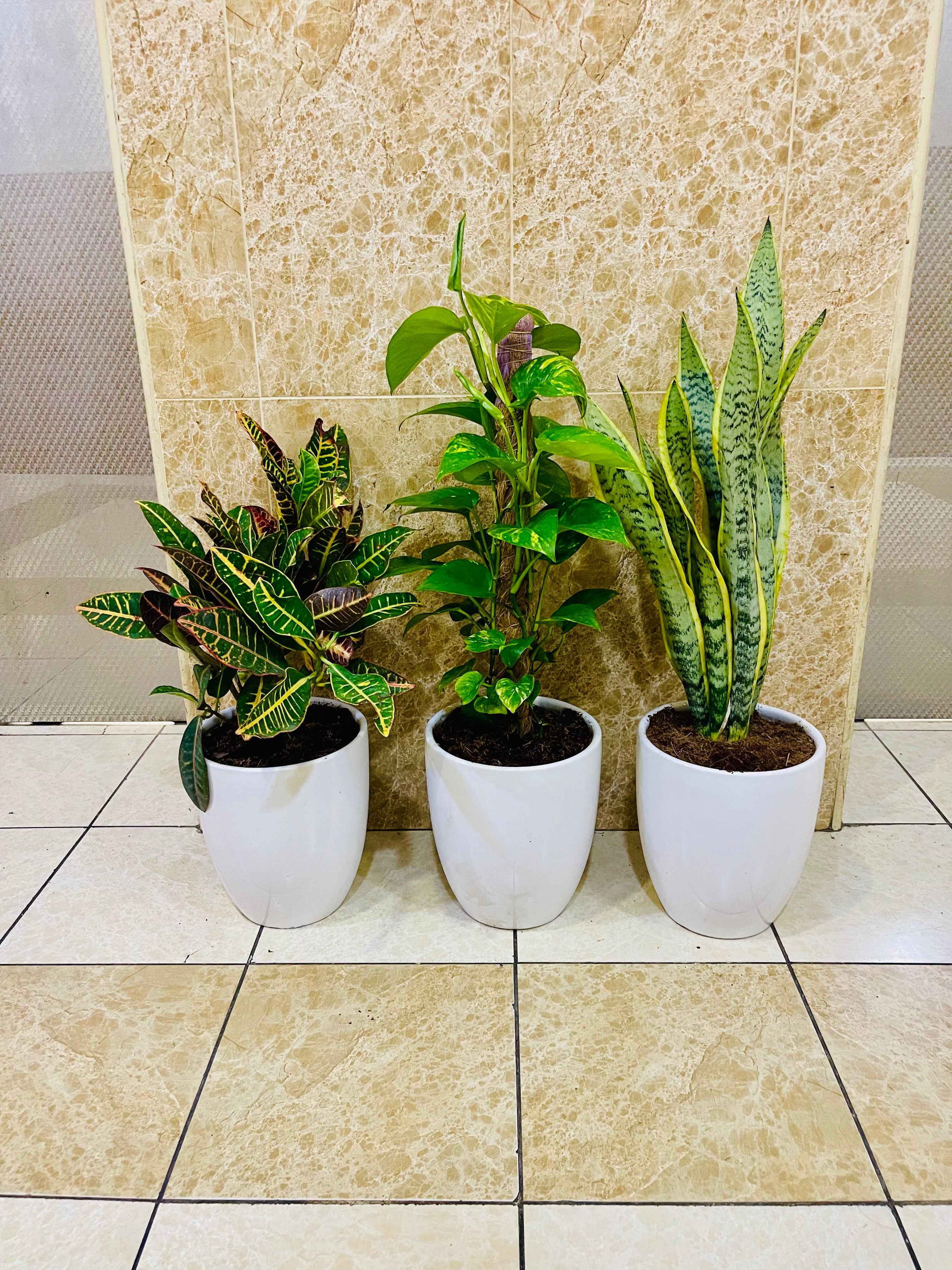 Potted Combo set: 3 indoor plants- Money Plant | Snake Plant | Croton |CERAMIC pots