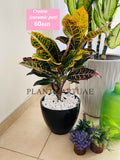 Potted Croton 30cm-40cm in CERAMIC POT indoor  plant