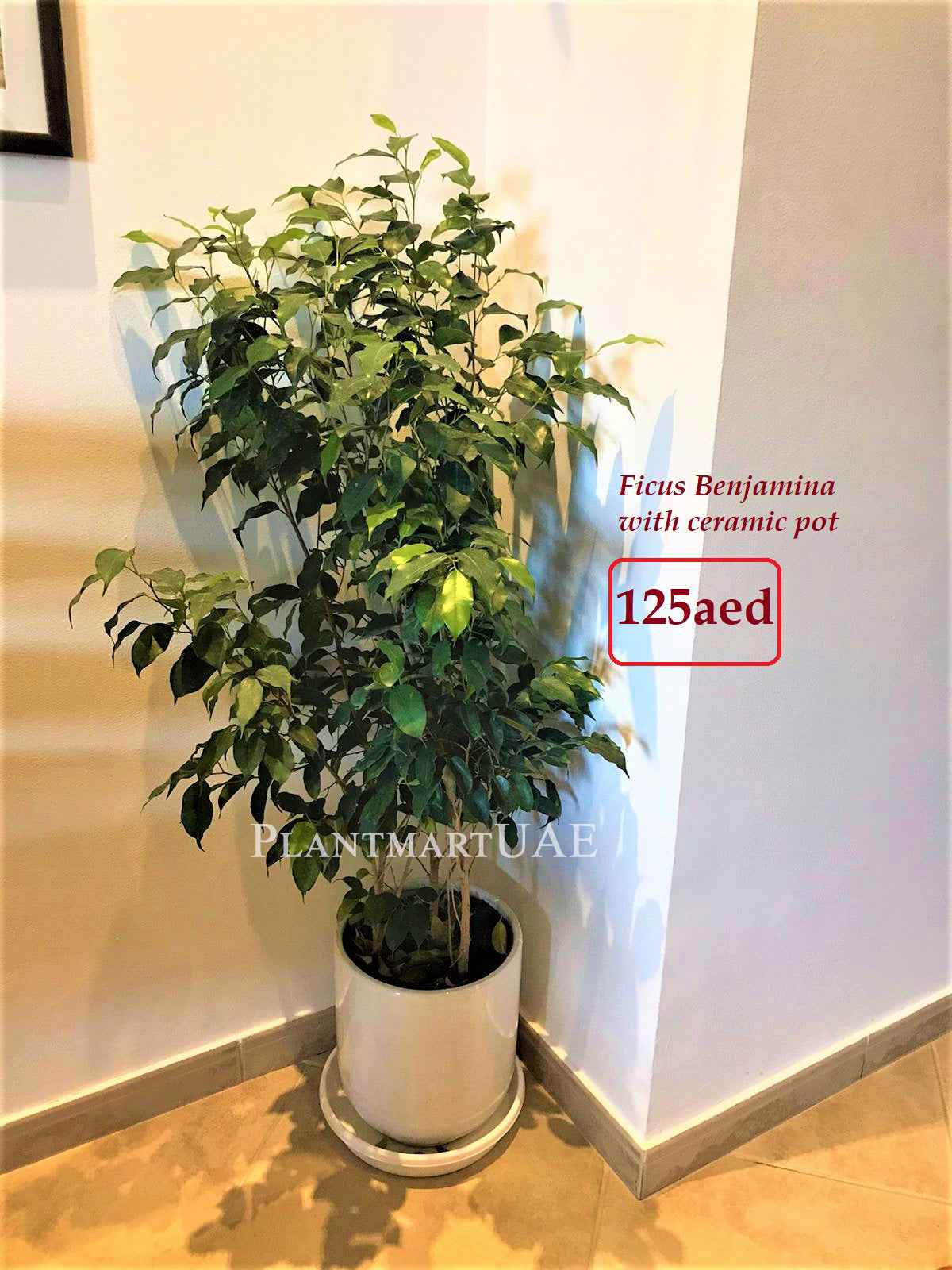 Potted Ficus Benjamina Indoor Plant 80cm-1m in Ceramic Pot for Home Decor