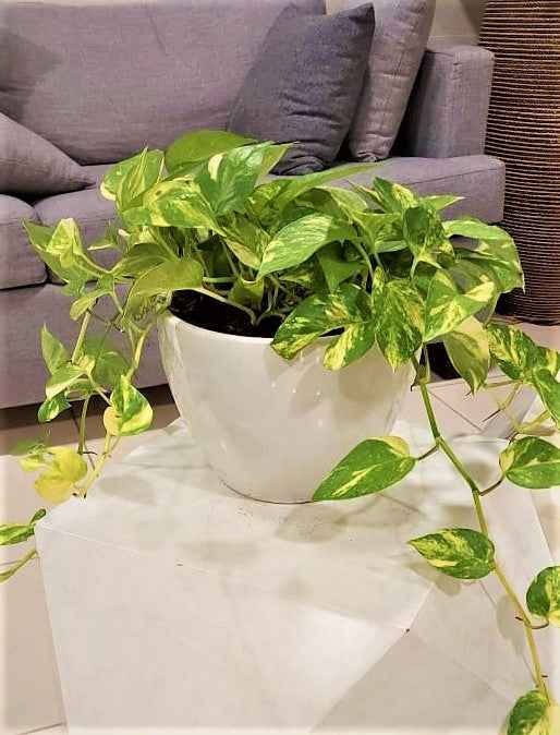 Potted Money Plant 30cm-40cm in Ceramic Pot | Indoor Pothos Plant for Home Decor