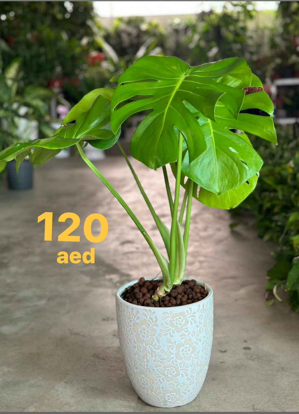 Potted Monstera Deliciosa (Swiss Cheese Plant) 60cm-70cm in Ceramic Pot | Split-leaf Philodendron | Mexican Breadfruit | Ceriman | Indoor House Plant