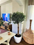 Potted Olive Tree Indoor Plant 150cm-160cm in Ceramic Pot for Home Décor