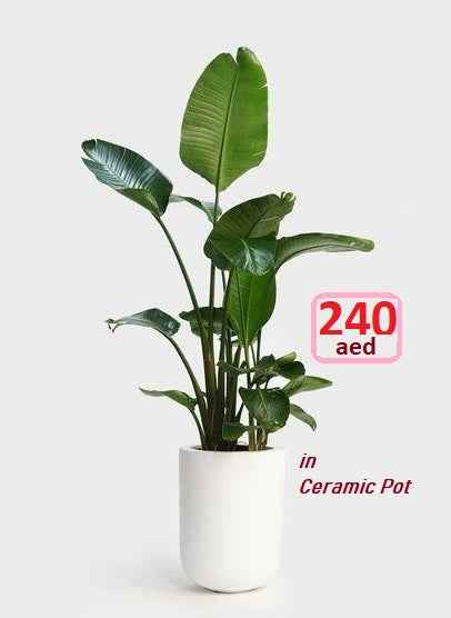 Bird of Paradise Strelitzia Nicolai -  1.1mtr-1.2mtr