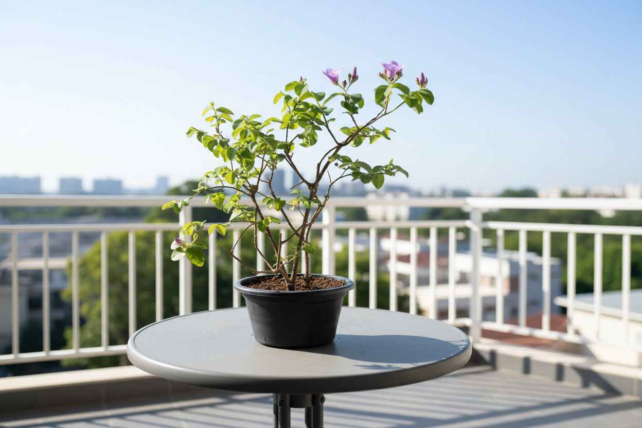 Purple Rubber Vine 80cm - 100cm